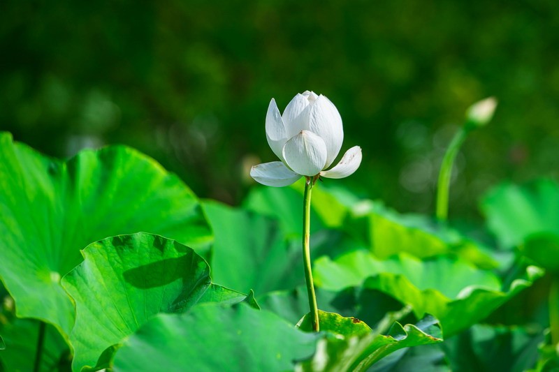 免费算命：金箔金命是什么年份