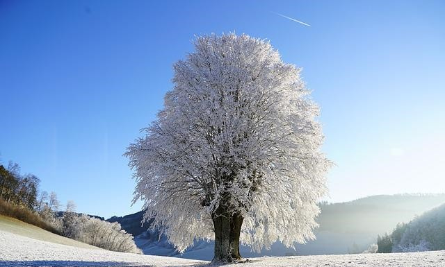 专题图片:庭院种什么树风水好 庭院植物风水解析