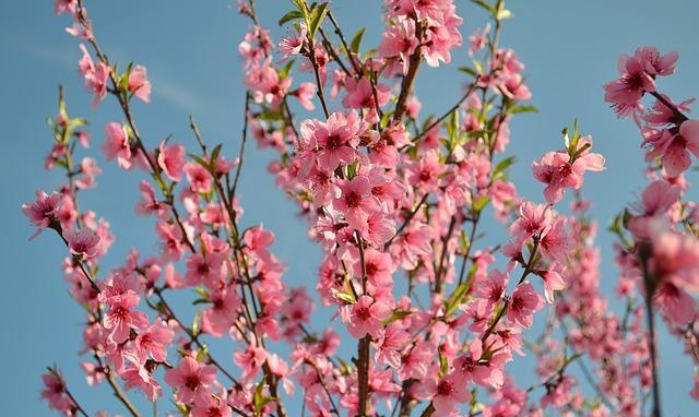 烂桃花太旺该怎么处理