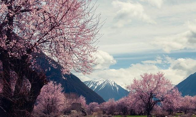 卧室风水桃花运应该怎么布局_增加桃花运的方法