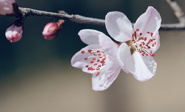 怎么布置房间风水可以招桃花运