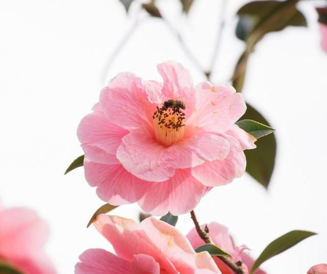 卧室中的桃花风水布局重点在哪里