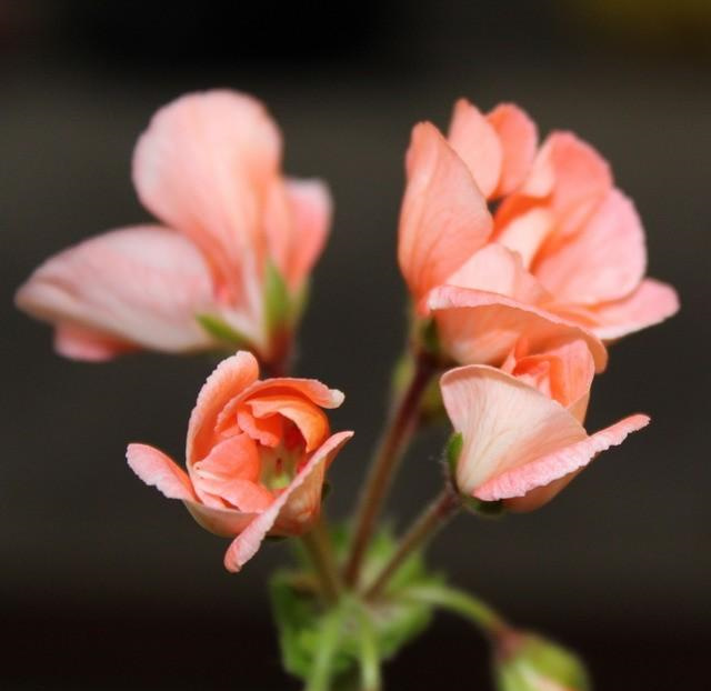 家装风水布局吹桃花运，这样就可以增加桃花运了